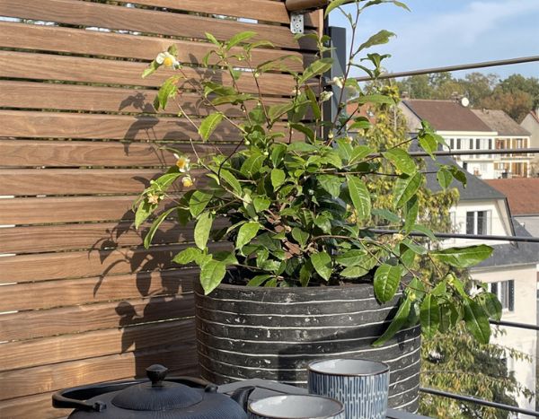 Deixe-se conquistar pelo chazeiro Théojardin: a primeira variedade para cultivar no jardim!