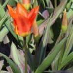 9 tulipas de folhagem variegada