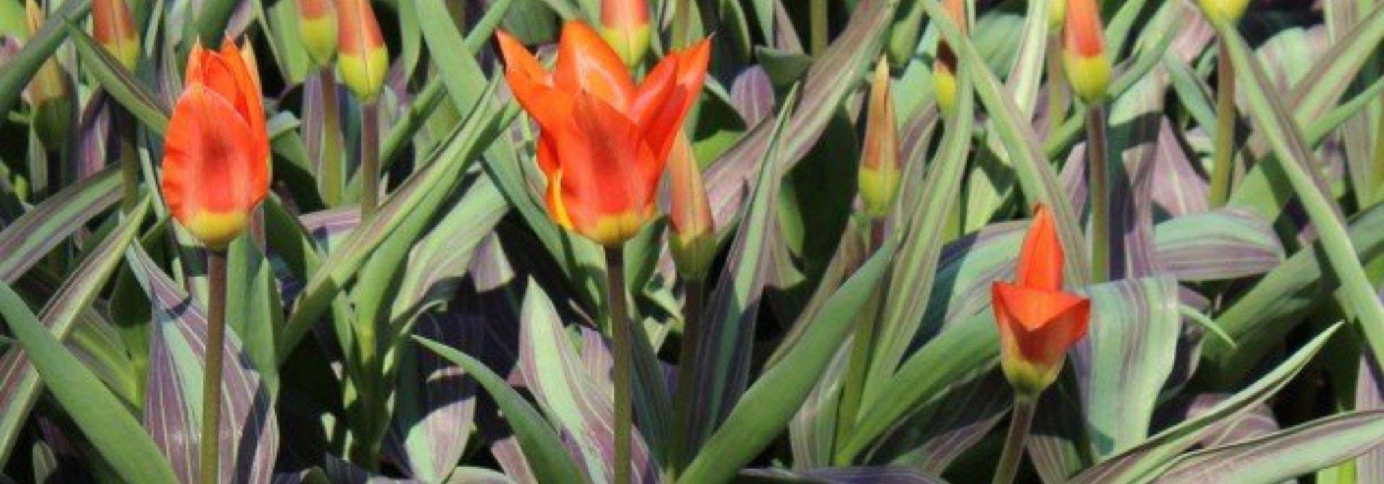 9 tulipas de folhagem variegada