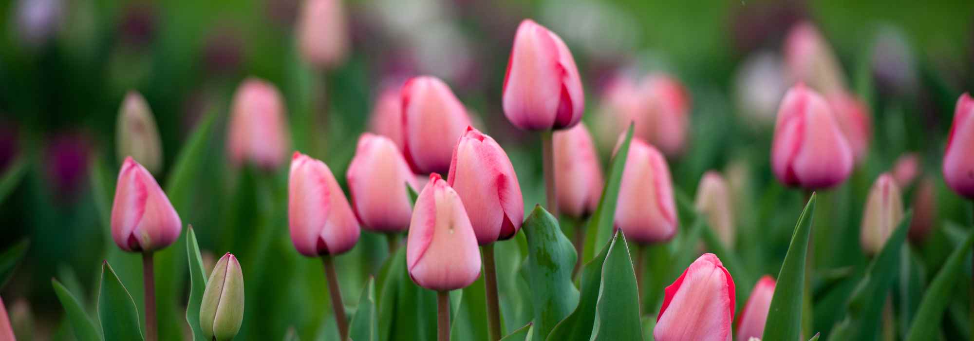 6 tulipas de flores cor-de-rosa