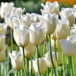 8 tulipas de flores brancas