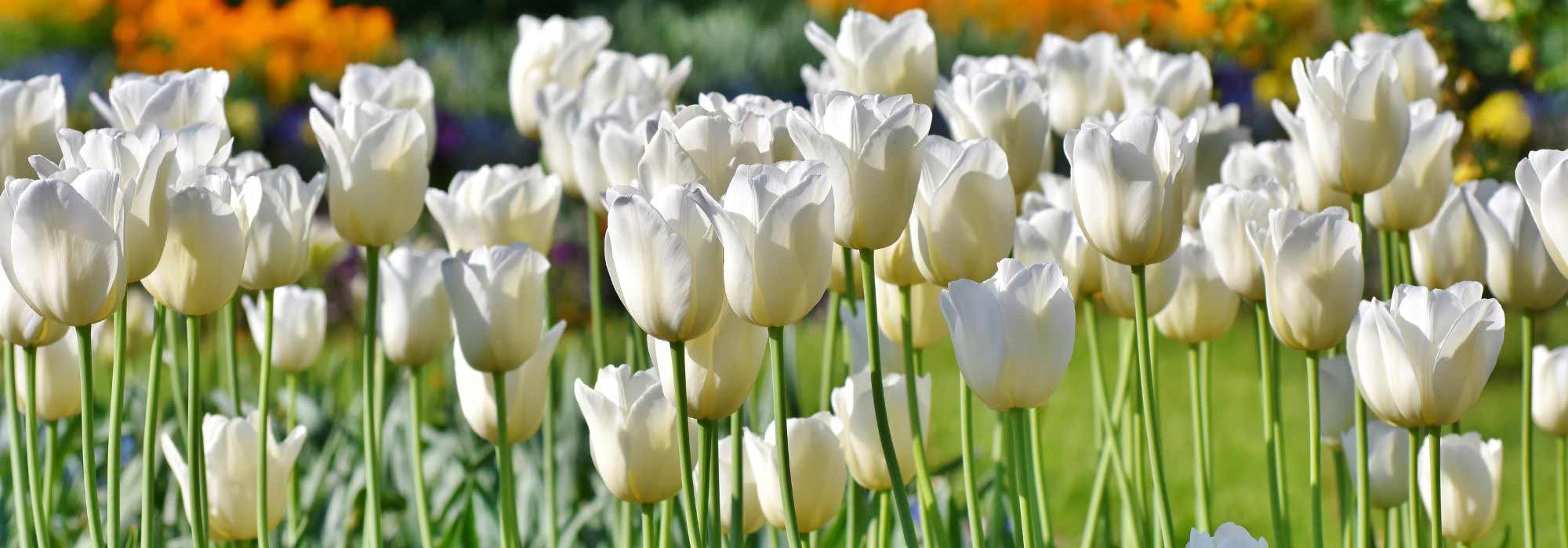 8 tulipas de flores brancas