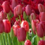 7 tulipas de flores vermelhas