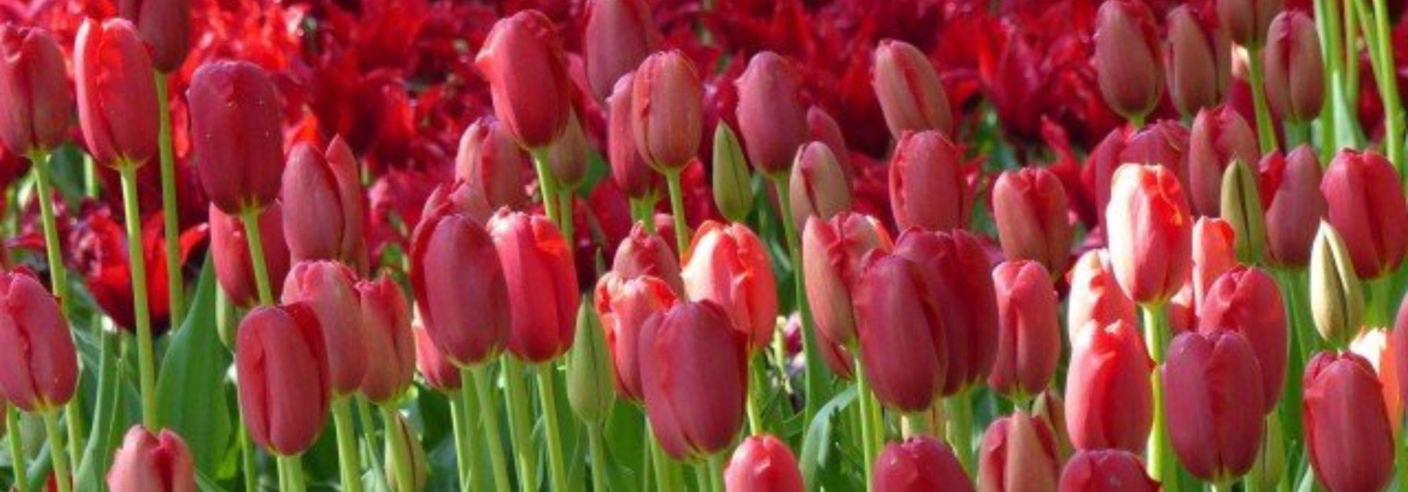 7 tulipas de flores vermelhas