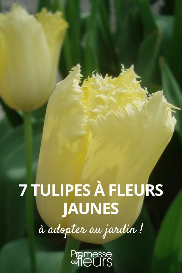 7 tulipas de flores amarelas