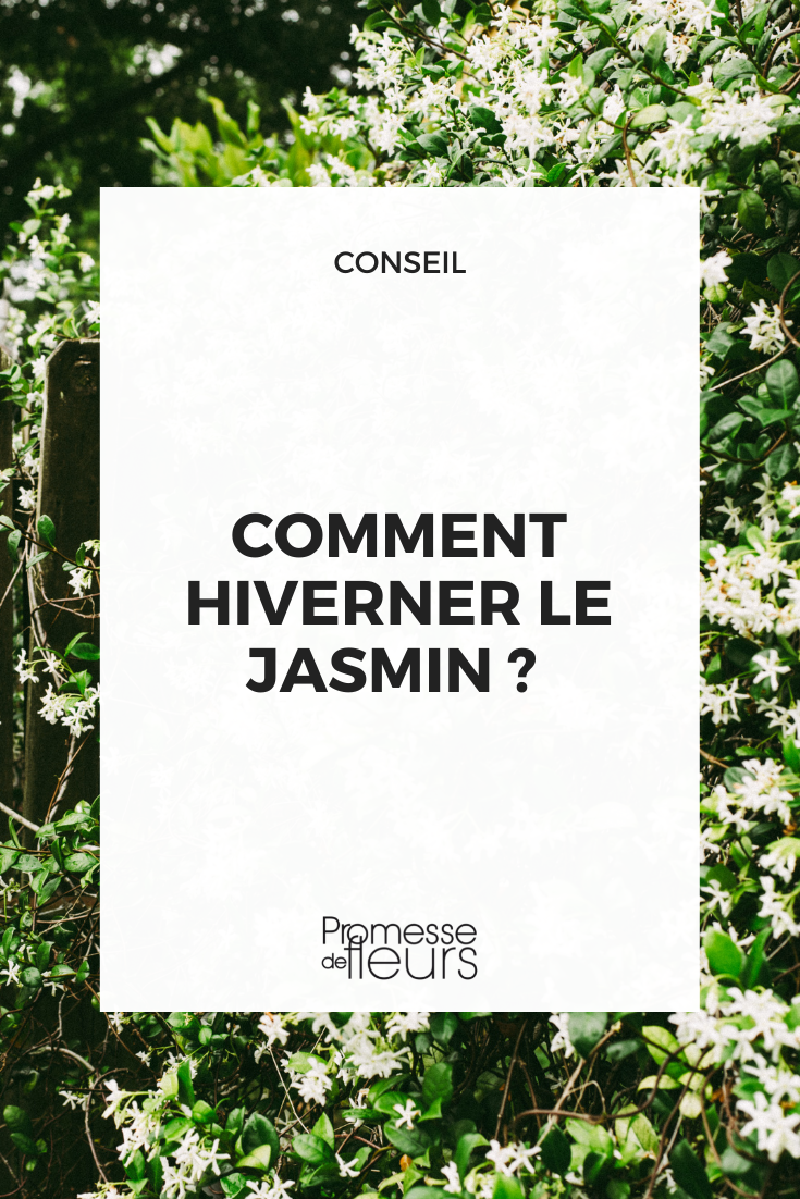 proteger o jasmim no inverno