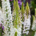 Eremurus - vela-do-deserto: plantar e cultivar