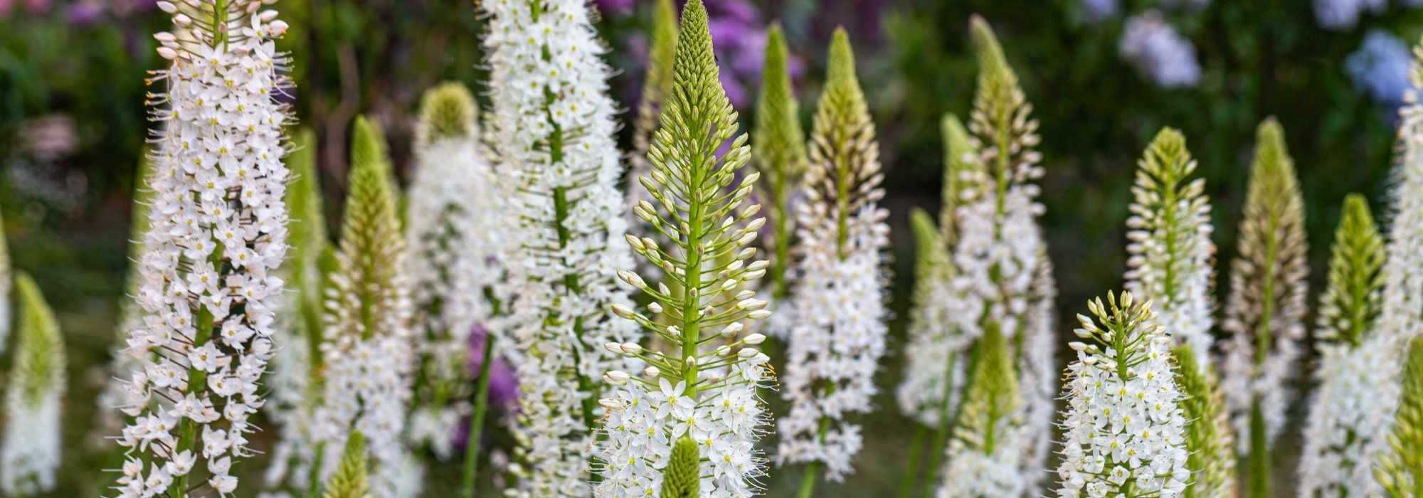 Eremurus - vela-do-deserto: plantar e cultivar