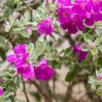 Leucophyllum: plantar, cultivar e cuidar