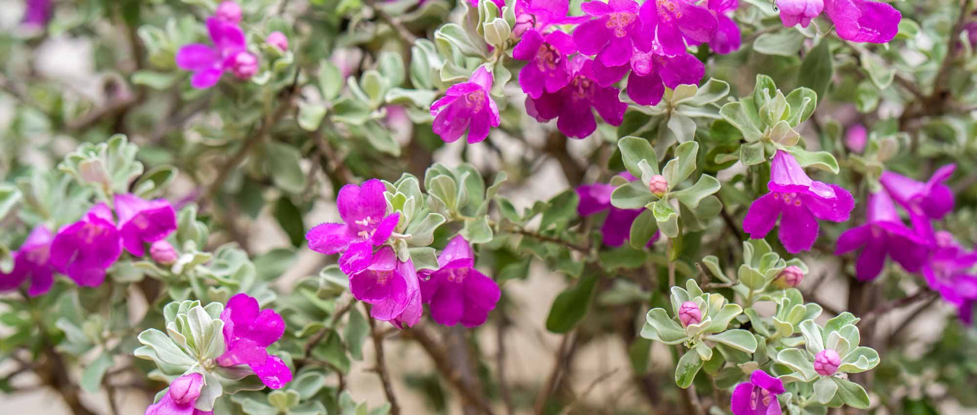 Leucophyllum: plantar, cultivar e cuidar