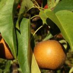 Pereira-japonesa (nashi): plantar e colher