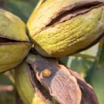 Nogueira-pecã, nogueira-pecã: plantar e cultivar