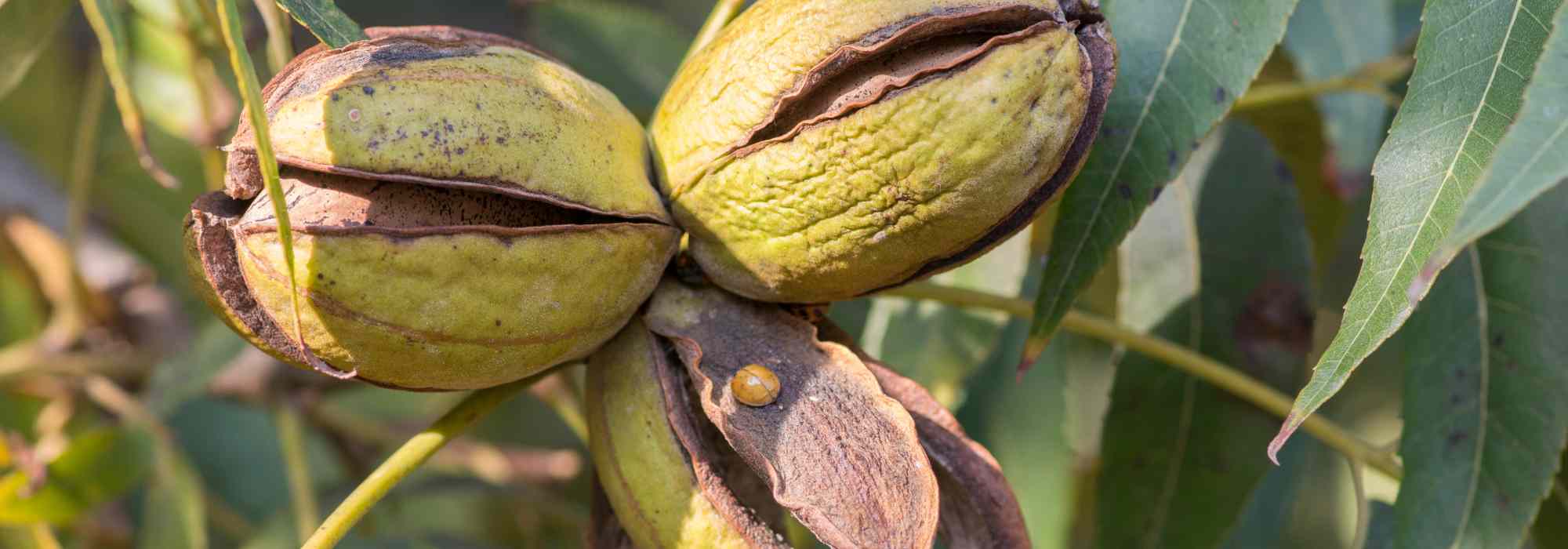 Nogueira-pecã, nogueira-pecã: plantar e cultivar