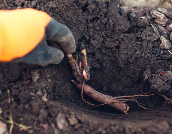 Plantar uma peónia de raiz nua