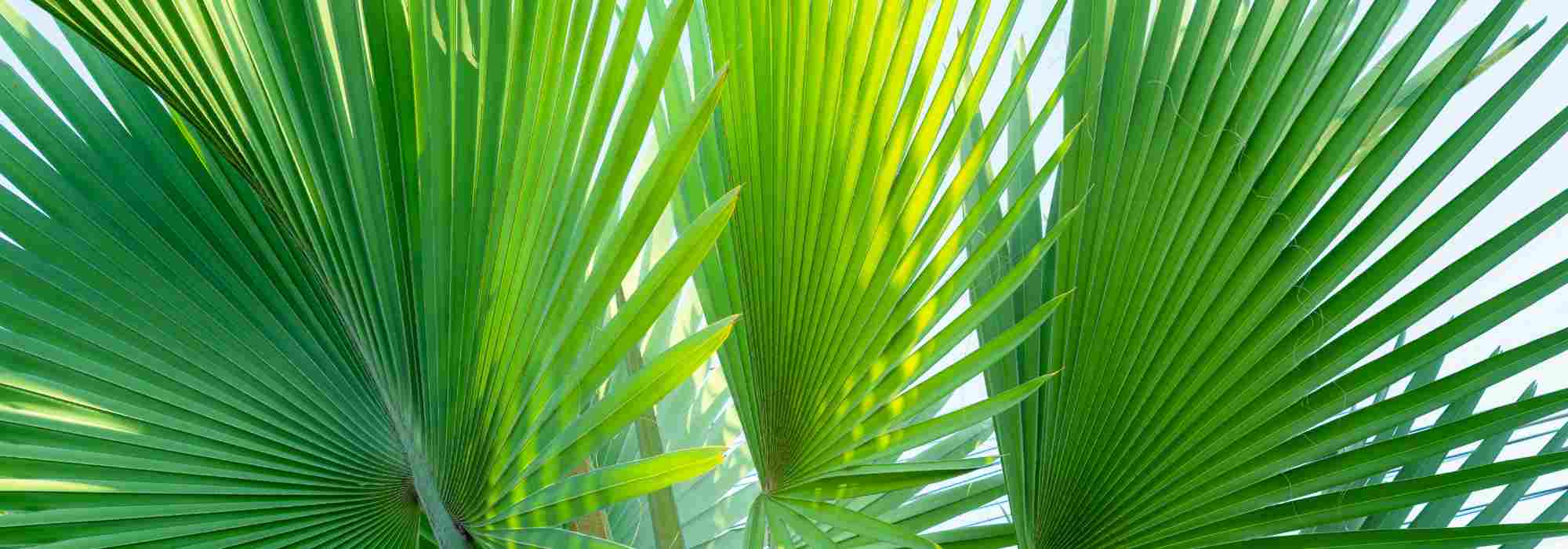 Pritchardia - palmeira-loulu: plantar e cultivar