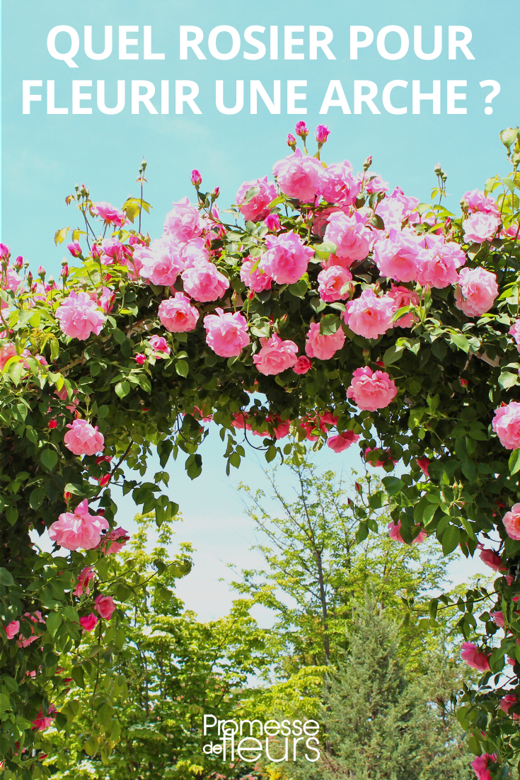 Roseiras trepadeiras para arcos