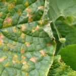 Composto: o que fazer com as plantas doentes?