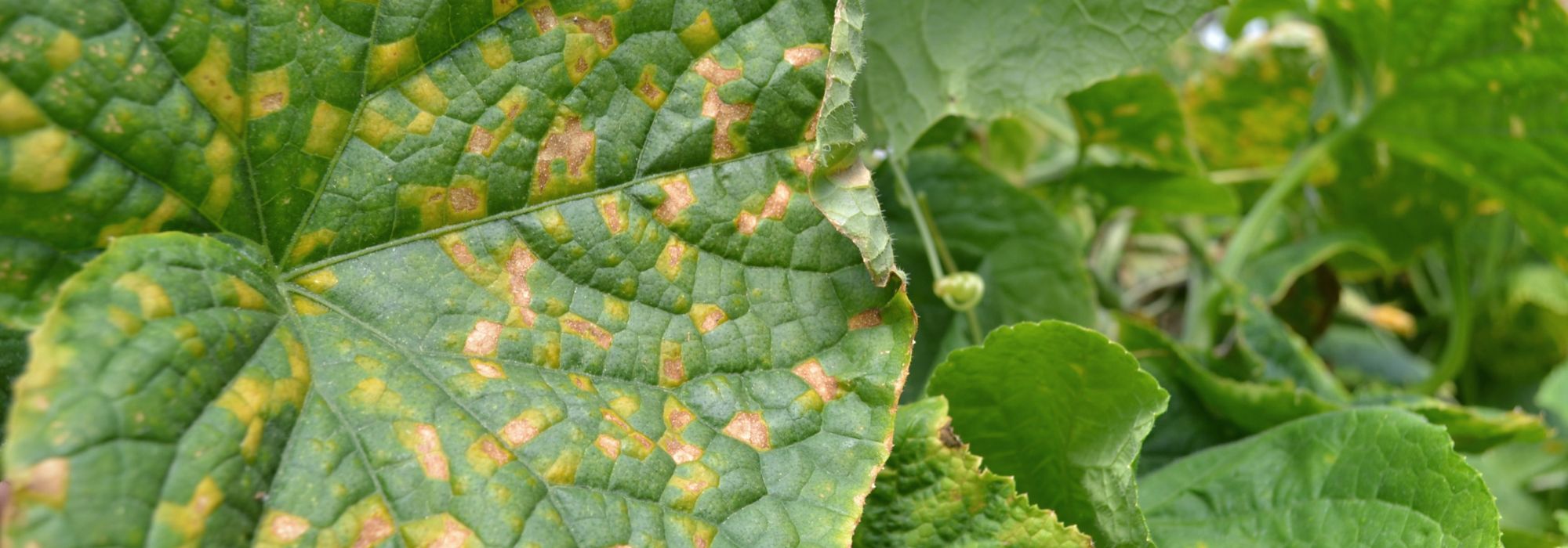 Composto: o que fazer com as plantas doentes?
