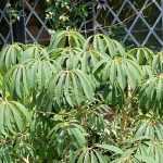 Schefflera: 5 ideias de combinações bem-sucedidas