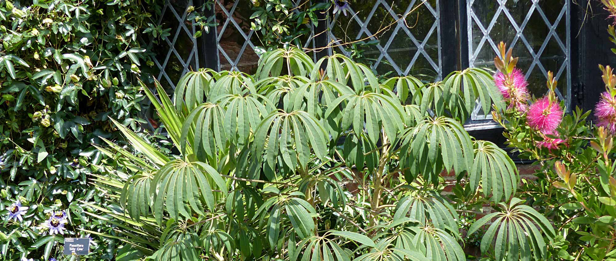 Schefflera: 5 ideias de combinações bem-sucedidas