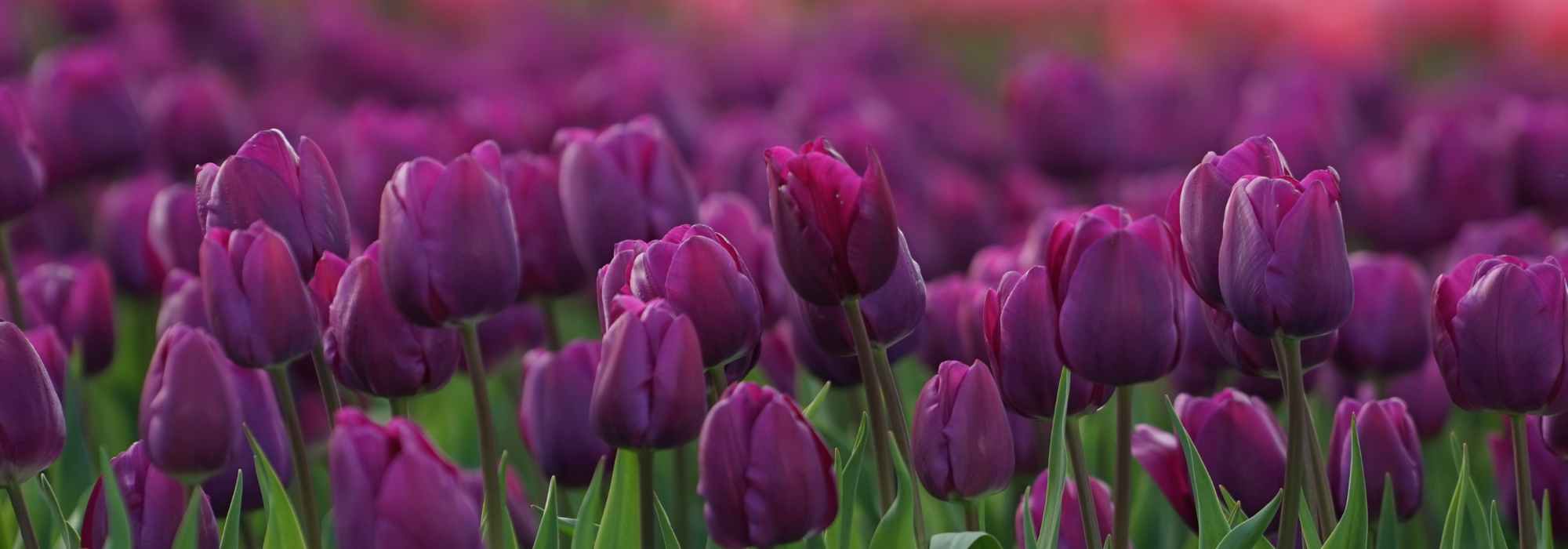 6 tulipas com flores violetas, malvas ou púrpuras