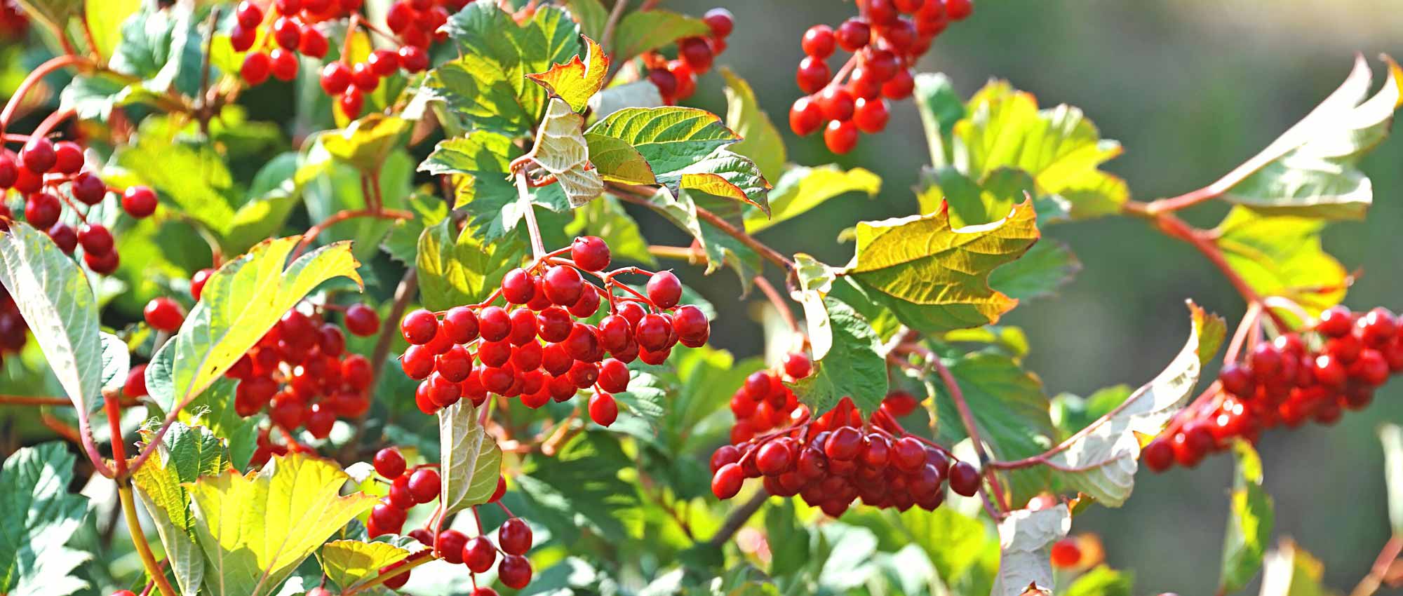 8 viburnos com frutos decorativos