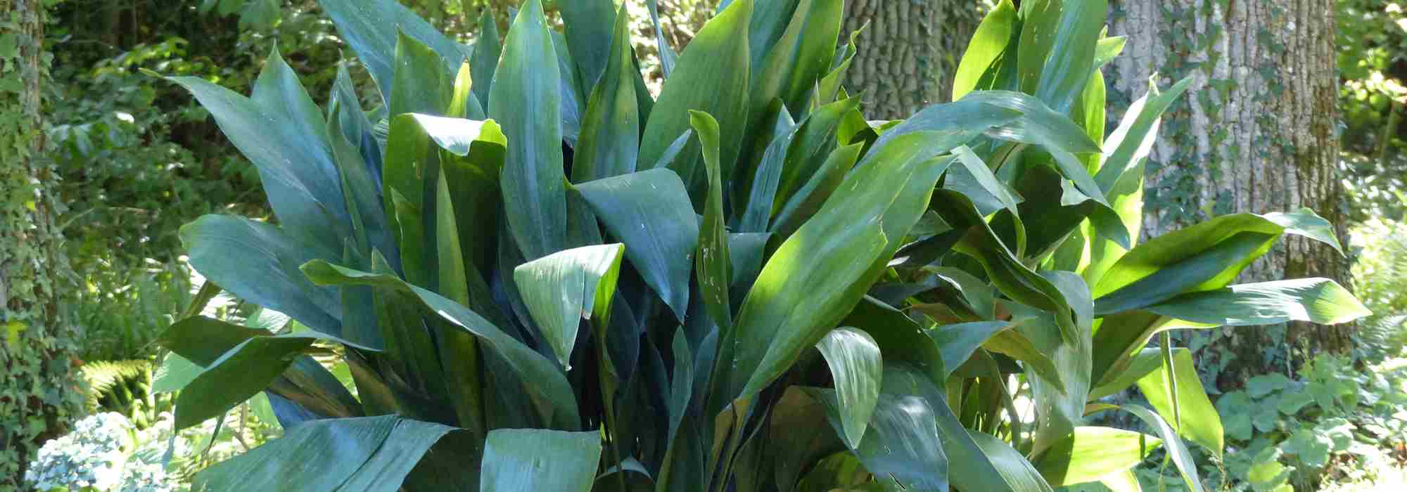 Plantas perenes para sombra seca