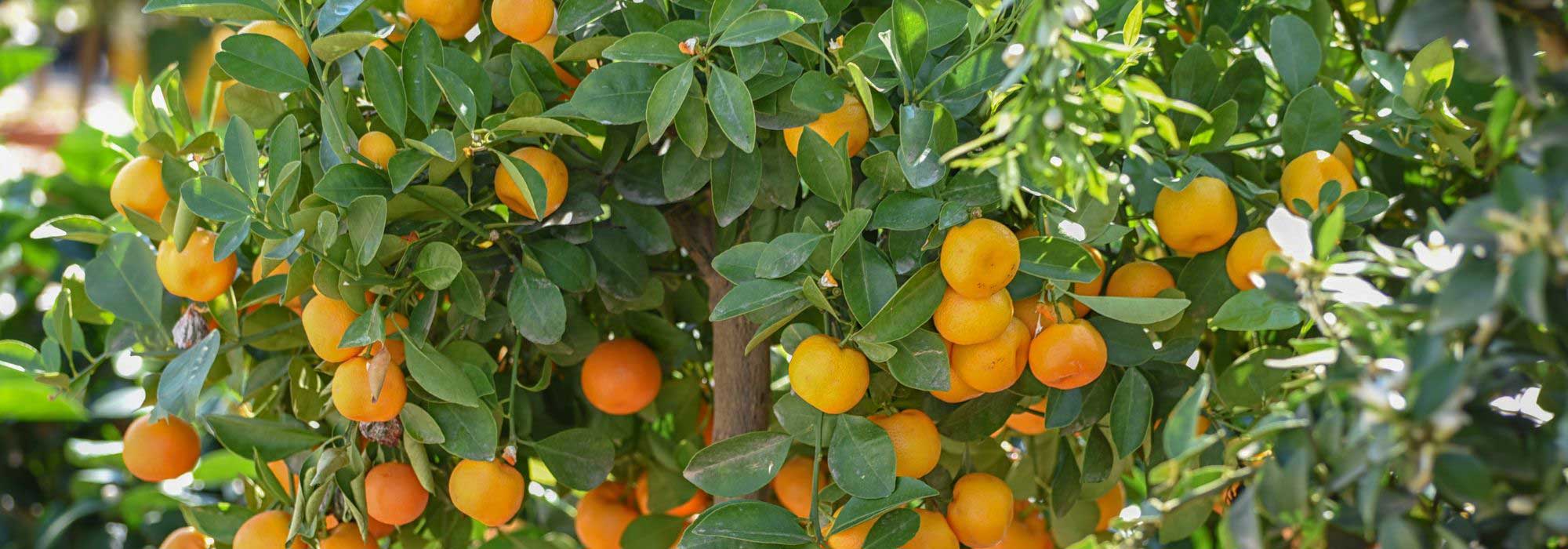 7 citrinos para cultivar em vaso