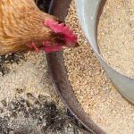 Que alimentação deve ser dada às galinhas poedeiras?