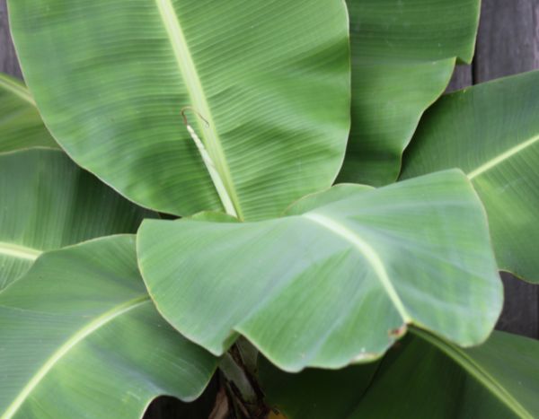 Bananeira: como protegê-la do frio no inverno?