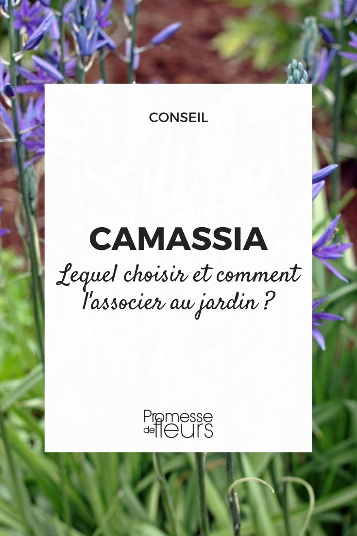 Camassia: escolher e combinar