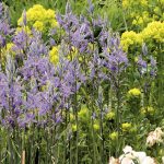 Qual Camassia escolher e como associá-la no jardim?