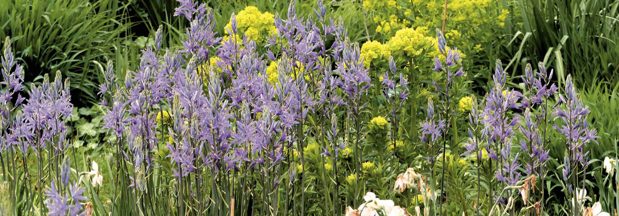 Qual Camassia escolher e como associá-la no jardim?
