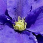 8 clematites de floração outonal