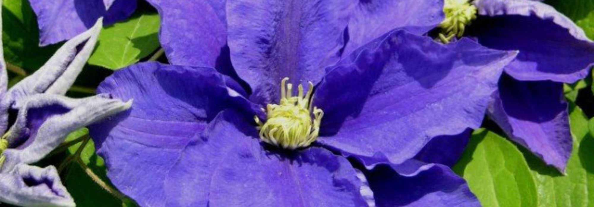 8 clematites de floração outonal