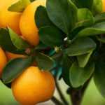 Cultivar uma lima-persa ou uma clementineira em vaso