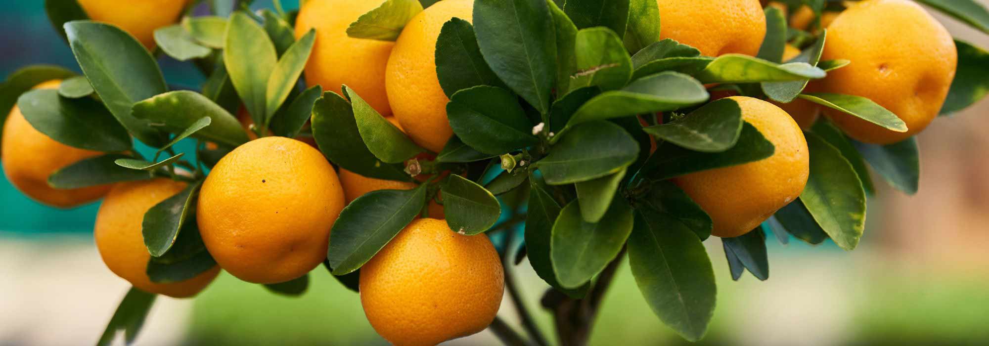 Cultivar uma lima-persa ou uma clementineira em vaso