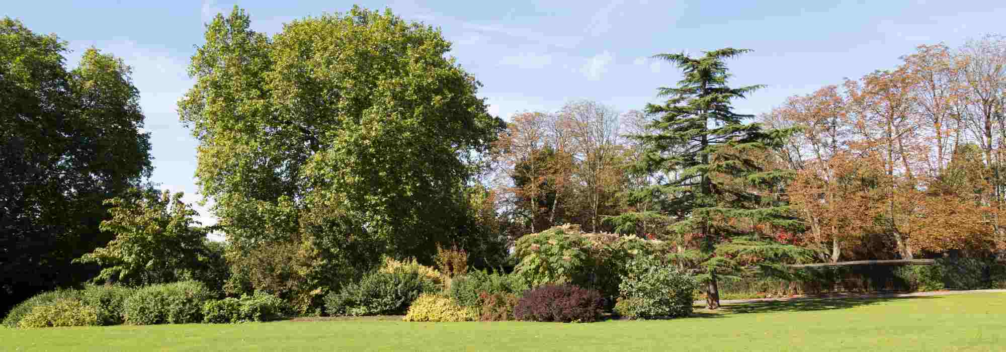 Como escolher uma árvore ornamental para o jardim?