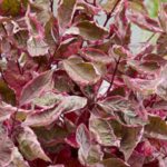 10 cornisos para um jardim pequeno