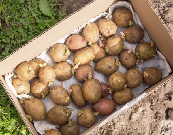 Fazer germinar batatas-inglesas