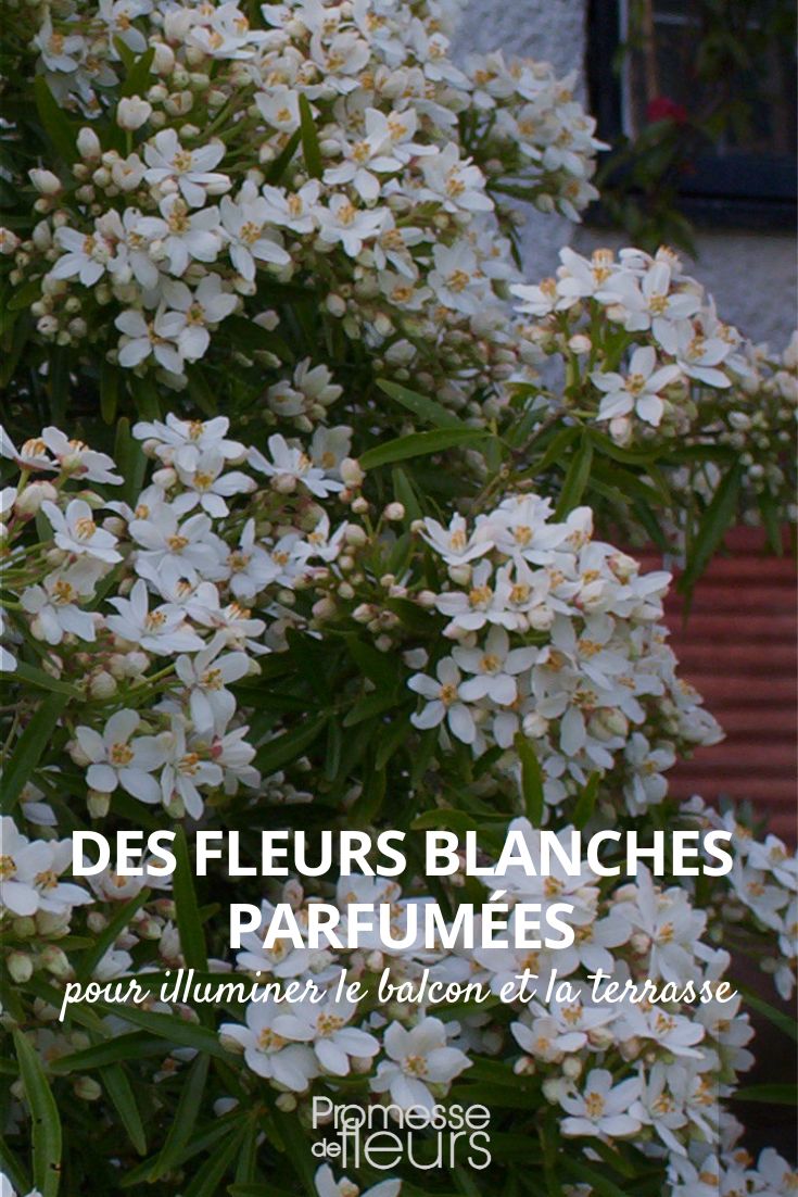 flores brancas perfumadas para varanda e terraço
