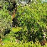 Permacultura: como criar uma guilda de plantas