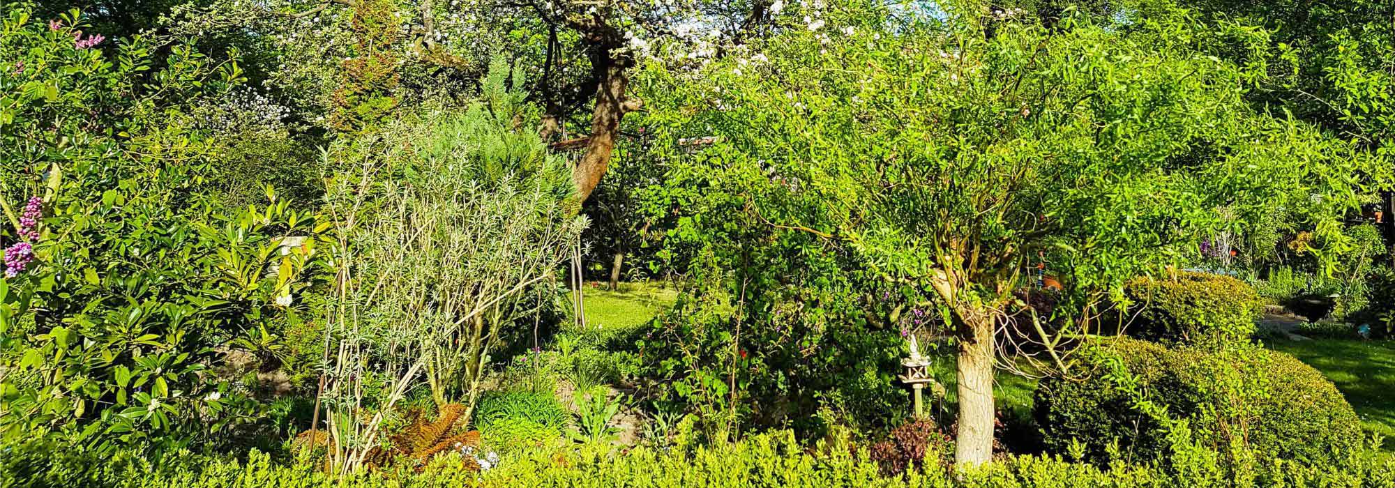Permacultura: como criar uma guilda de plantas