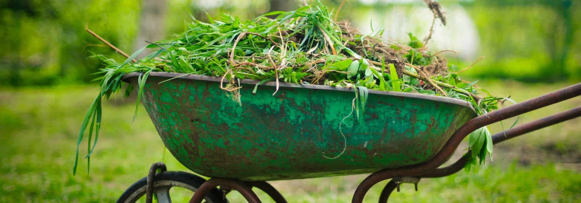 Desperdício zero: o que fazer com a poda das plantas perenes e das flores de corte?