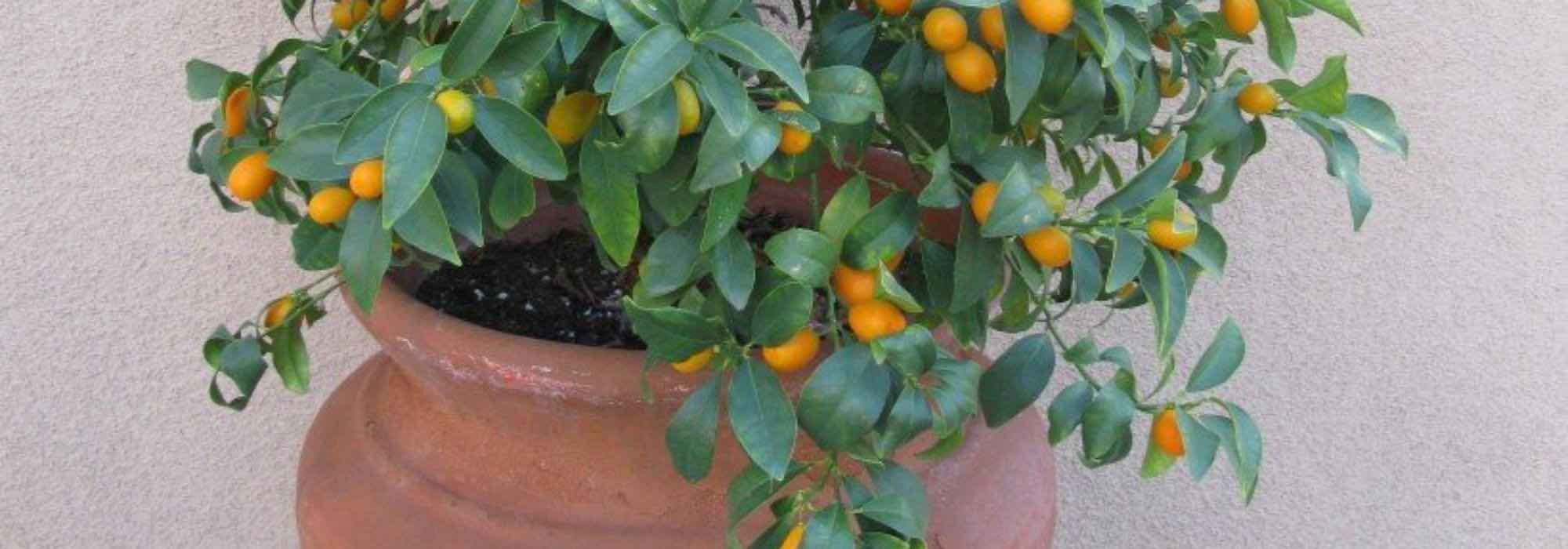 Que citrinos cultivar em vaso numa varanda?