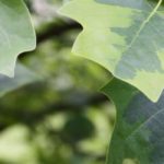 7 árvores com folhagem e hábito de formas marcantes