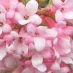 6 arbustos com floração no início do inverno