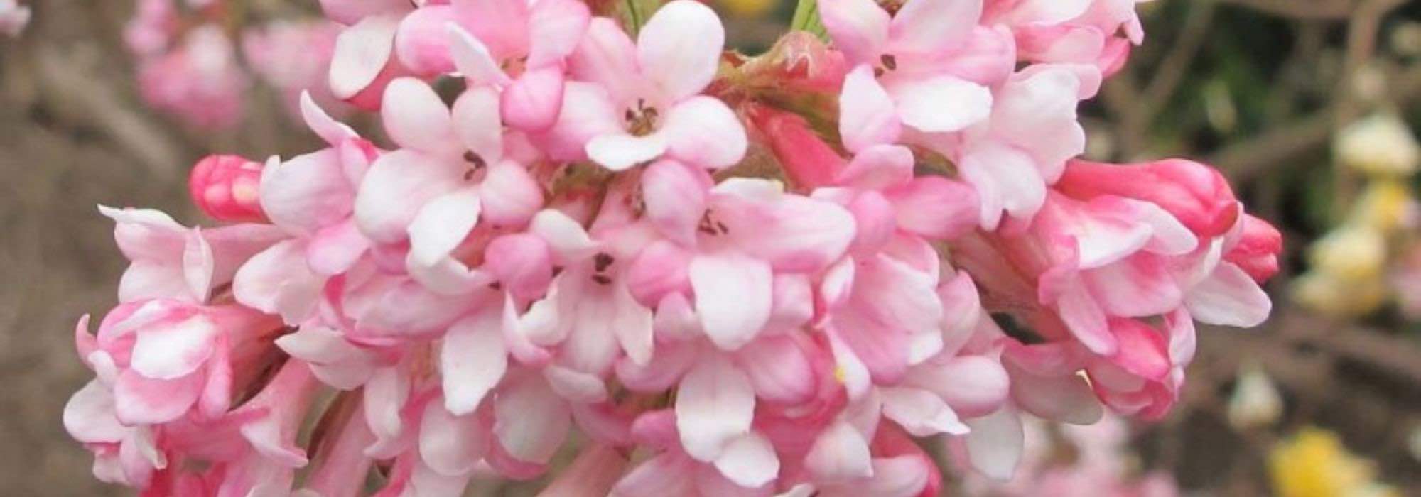 6 arbustos com floração no início do inverno