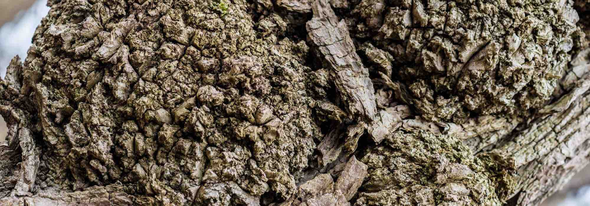Agrobacterium tumefaciens ou galha do colo: o que é?