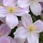 7 clematites altas